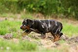 BEAUCERON - PUPPIES 277